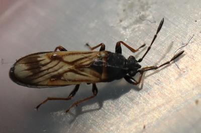Ischnodemus sabuleti