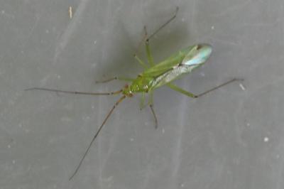Blepharidopterus angulatus