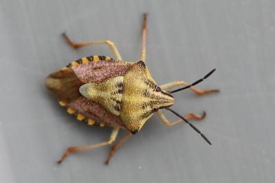 Carpocoris purpureipennis