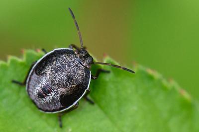 Piezodorus lituratus
