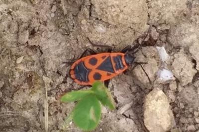 Pyrrhocoris apterus