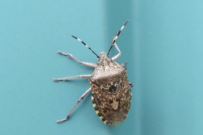 Rhaphigaster nebulosa