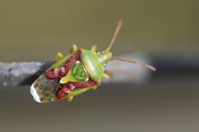 Cyphostethus tristriatus