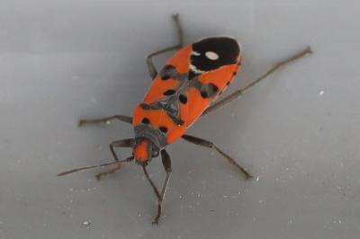 Lygaeus equestris