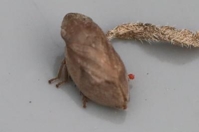 <i>Lepyronia coleoptrata</i>