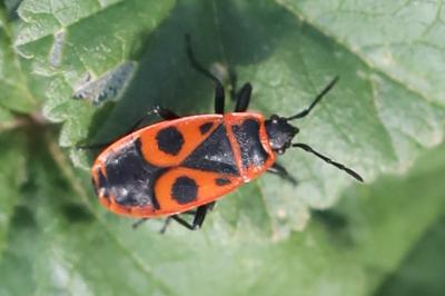 <i>Pyrrhocoris apterus</i>