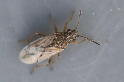 <i>Nysius</i>