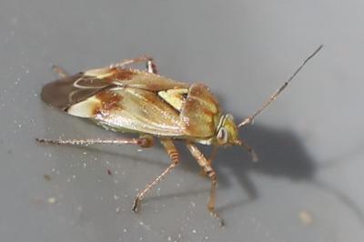<i>Lygus pratensis</i>
