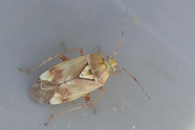 <i>Lygus pratensis</i>