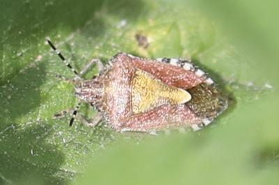 <i>Dolycoris baccarum</i>
