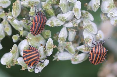 <i>Graphosoma italicum</i>
