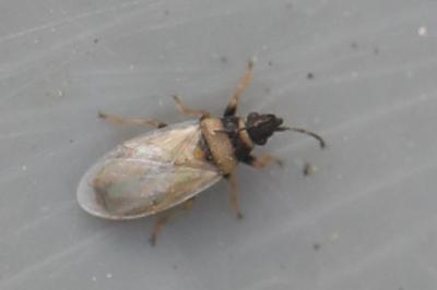 <i>Oxycarenus pallens</i>