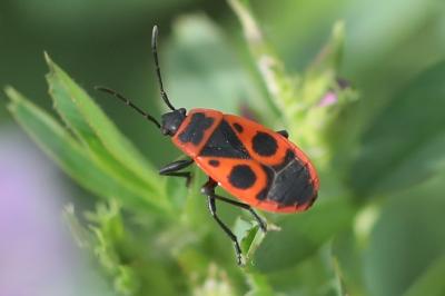 <i>Pyrrhocoris apterus</i>
