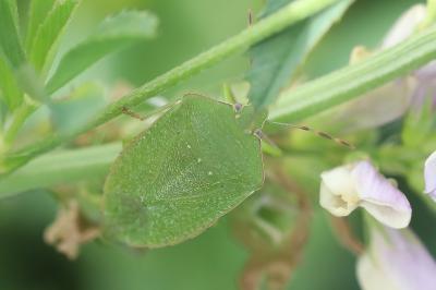 <i>Nezara viridula</i>