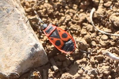 <i>Pyrrhocoris apterus</i>
