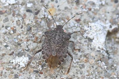 <i>Halyomorpha halys</i>