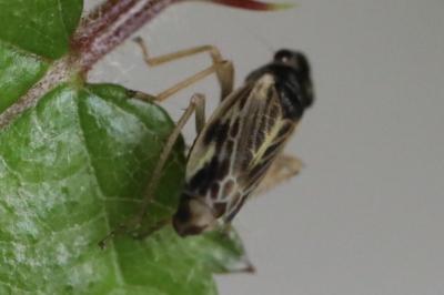 <i>Evacanthus acuminatus</i>
