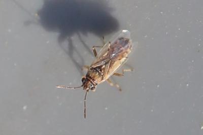 <i>Nysius cymoides</i>