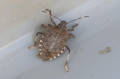 <i>Halyomorpha halys</i>