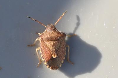 <i>Peribalus strictus</i>