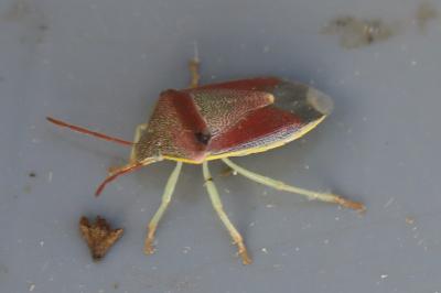 <i>Piezodorus lituratus</i>