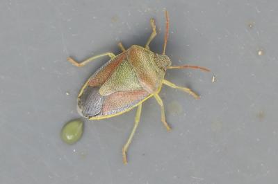 <i>Piezodorus lituratus</i>