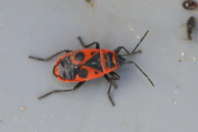 <i>Pyrrhocoris apterus</i>