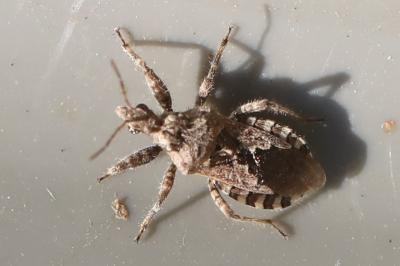 <i>Coranus griseus</i>