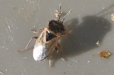 <i>Geocoris megacephalus</i>