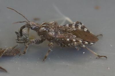 <i>Coranus griseus</i>