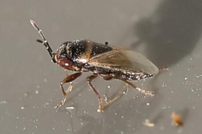 <i>Geocoris megacephalus</i>