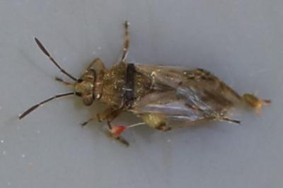 <i>Nysius cymoides</i>