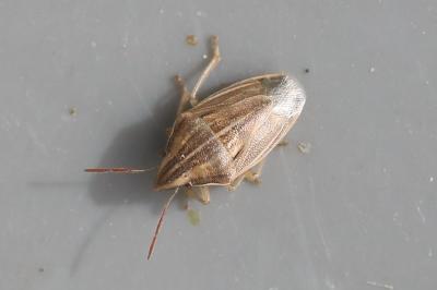 <i>Aelia acuminata</i>