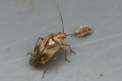 <i>Lygus pratensis</i>