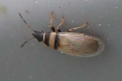<i>Oxycarenus pallens</i>