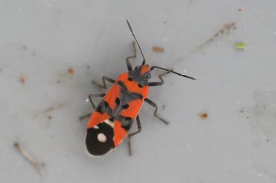 <i>Lygaeus equestris</i>