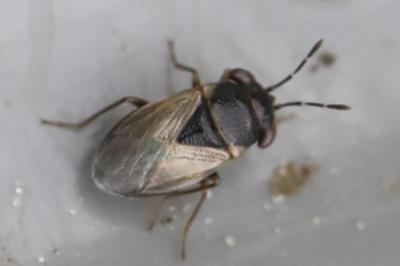<i>Geocoris megacephalus</i>