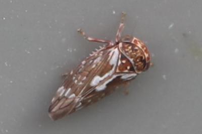 <i>Balcanocerus pruni</i>