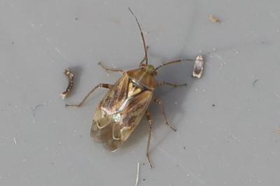 <i>Lygus rugulipennis</i>