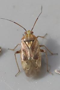 <i>Lygus rugulipennis</i>