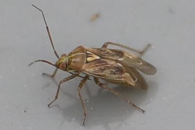 <i>Lygus rugulipennis</i>