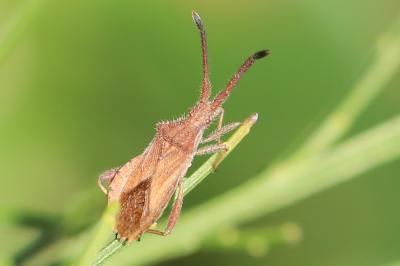 <i>Coriomeris denticulatus</i>