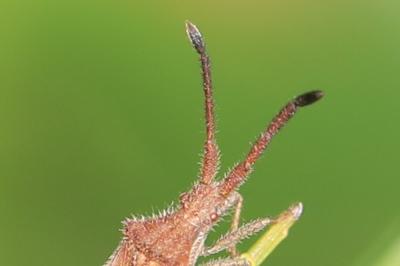 <i>Coriomeris denticulatus</i>