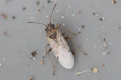 <i>Nysius cymoides</i>