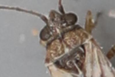 <i>Nysius cymoides</i>