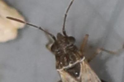 <i>Nysius</i>