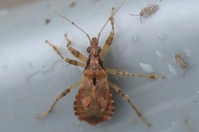 <i>Himacerus mirmicoides</i>