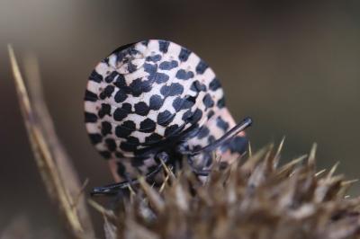 <i>Graphosoma italicum</i>