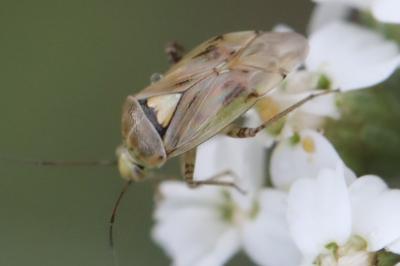 <i>Lygus rugulipennis</i>
