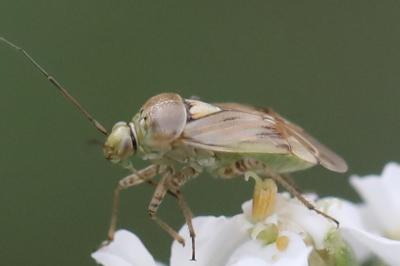 <i>Lygus rugulipennis</i>